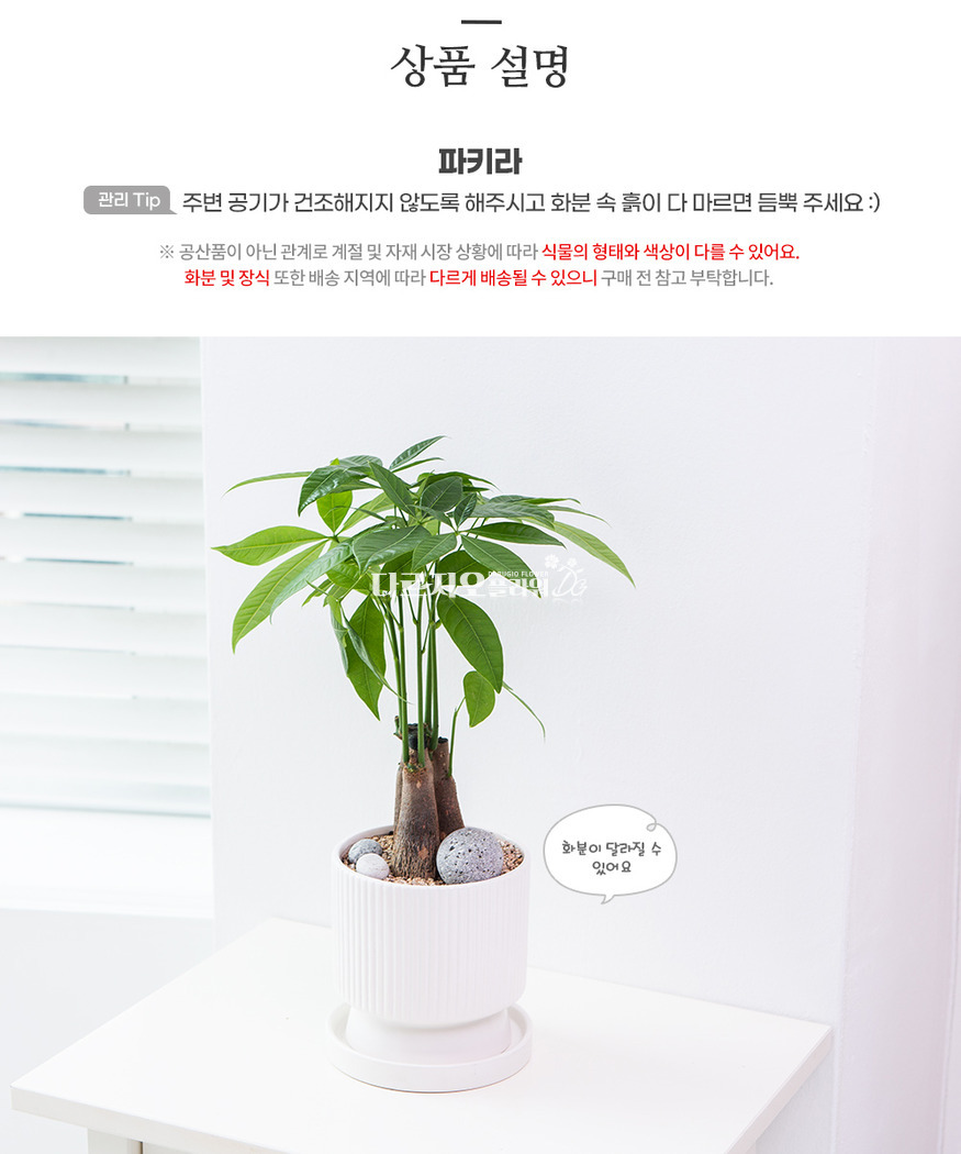 상세이미지